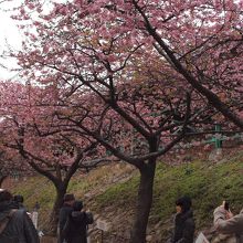 河津駅付近の鉄道沿いは開花が早いようです。