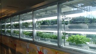 キタ（大阪駅・梅田）へ行ったら、ぜったいここ