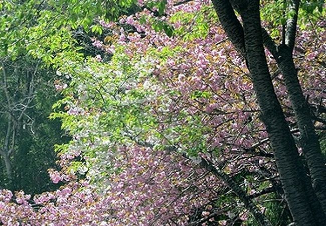 リアスブルーライン 桜並木