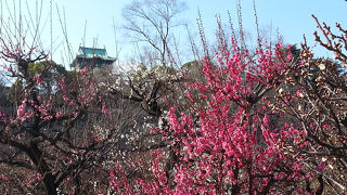 2/23観梅散歩