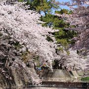 阪神間随一の桜の名所