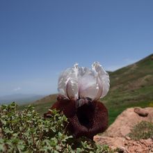 アララト山に咲くアイリスの原種