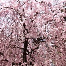 夙川公園の桜