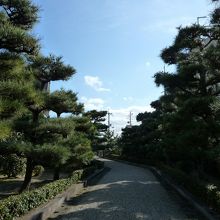 松の枝ぶりが見事