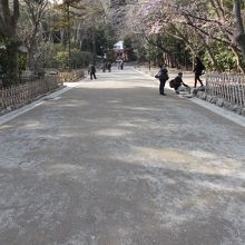 ここが流鏑馬の馬場