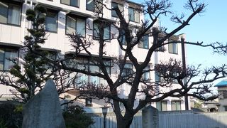 教行寺境内にある蓮如上人が愛でたと云われる「御愛樹築山紅梅」