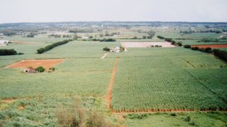 一面に広がるサトウキビ畑が印象的