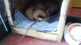 看板猫のはなちゃんがカワイイ！