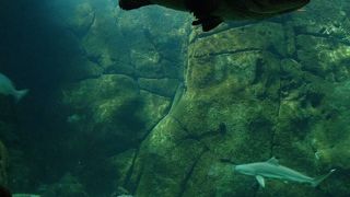 主役はアザラシ