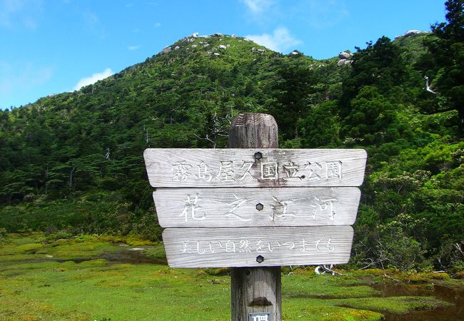 屋久島・花の江河