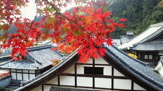 紫陽花回廊　楊谷寺