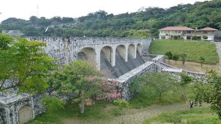 県道沿いには熱帯原産の落葉樹が並んでいます
