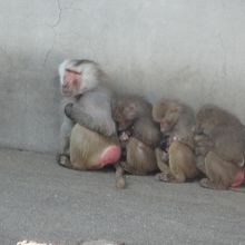 マントヒヒの親子