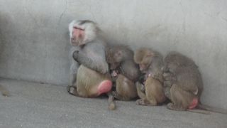 動物が間近で見れて感激