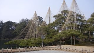 雪吊りがアートのようでした