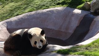 元気に笹を食べるパンダが見れました