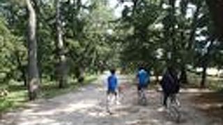 自転車で天橋立を観光できます。ここでは、松林の隙間から、真夏でも涼しい風を感じてサイクリングを楽しめます。