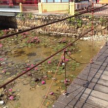 吊橋があって、池にはハスの花が