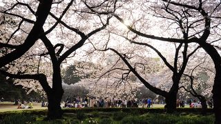 言わずと知れた桜の名所