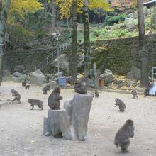 お猿さんだらけ