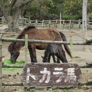 寂れてますね。景色と馬だけが見どころ。