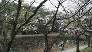 春はしだれ桜、夏は蛍