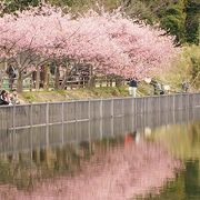 河津桜の美しい渡り鳥の飛来地です　【小松ケ池公園】