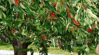 毎年の恒例行事