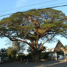 樹齢数百年でしょう
