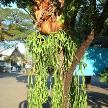 南国ですから寄生樹は普通です