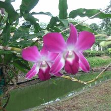 タイの国花？蘭です