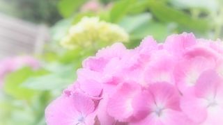 あじさいの季節がいいです