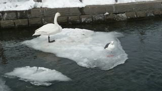白鳥は数羽でした