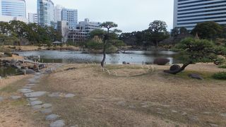 池の中はカモだらけ