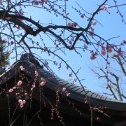 車折神社のしだれ梅は見事。