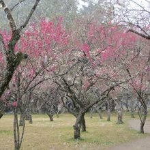 雪にけむる梅林。