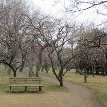 ベンチに座って梅を楽しめます。
