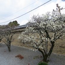 枝ぶりが見事。