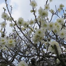 5分咲きでしょうか。