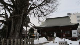 秋の大銀杏の黄葉が見事です。