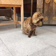 きっとリスでしょ　と思ったら・・・なんとタヌキ