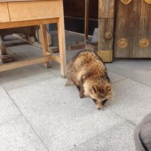 逃げるどころか　近づいてくるし・・・