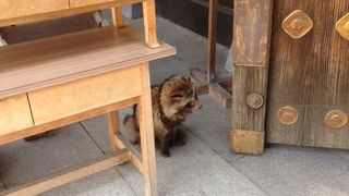 タヌキに会えました！！