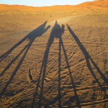 やっぱりラクダ