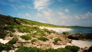 隆起した珊瑚礁の上に育つ植物