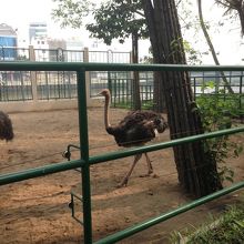 ダチョウ