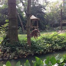 賢いオラウータン