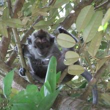 駐車場でみかけた変顔のお猿さん