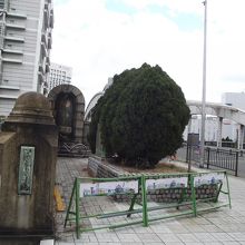 北詰左手の欄干