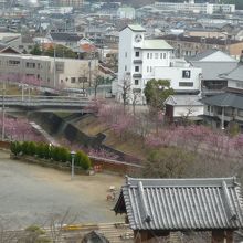 天守閣から見る川沿いの掛川さくら